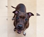 Small American Pit Bull Terrier