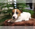 Small Jack Russell Terrier