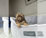 Small #10 Shih Tzu