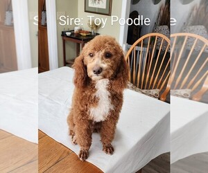Father of the Miniature Australian Shepherd-Poodle (Toy) Mix puppies born on 02/06/2025