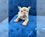 Small Photo #19 English Bulldog Puppy For Sale in WASHINGTON, DC, USA