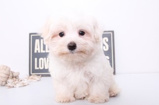 Maltese Puppy for sale in NAPLES, FL, USA