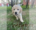Small #4 English Cream Golden Retriever-Golden Retriever Mix
