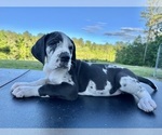 Puppy Teal Girl Great Dane