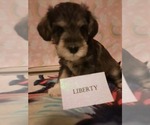 Puppy 3 Schnoodle (Miniature)-Unknown Mix