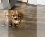 Small #5 Cavalier King Charles Spaniel