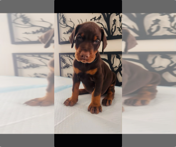 Medium Photo #4 Doberman Pinscher Puppy For Sale in COLORADO SPRINGS, CO, USA