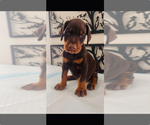 Small #3 Doberman Pinscher