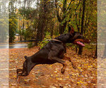 Small Photo #83 Doberman Pinscher Puppy For Sale in FORT LAUDERDALE, FL, USA