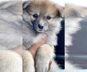 Pomeranian Puppy for sale in LOS GATOS, CA, USA