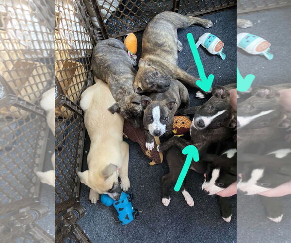 Medium Photo #23 American Staffordshire Terrier-German Shepherd Dog Mix Puppy For Sale in McDonough, GA, USA