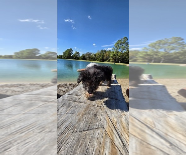 Medium Photo #17 Aussiedoodle Toy Puppy For Sale in JONES, OK, USA
