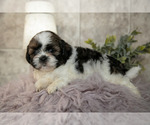 Small Photo #4 Shih Tzu Puppy For Sale in CLARE, MI, USA