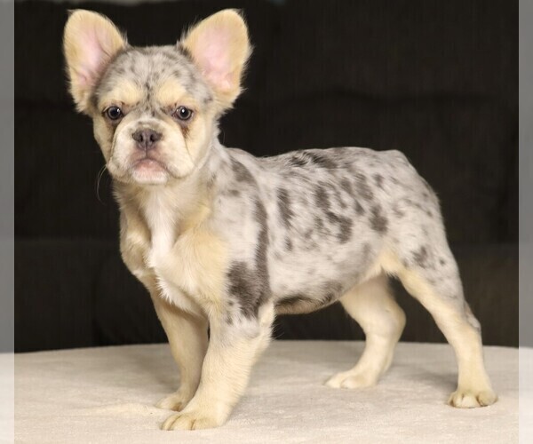 Medium Photo #1 French Bulldog Puppy For Sale in FREDERICKSBURG, OH, USA