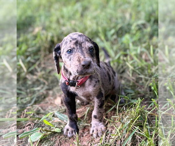 Medium Photo #1 Great Dane-Redbone Coonhound Mix Puppy For Sale in Forest, VA, USA