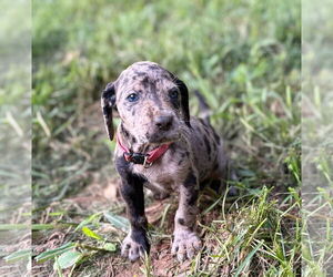 Great Dane-Redbone Coonhound Mix Dogs for adoption in Forest, VA, USA