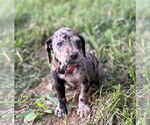 Small Great Dane-Redbone Coonhound Mix