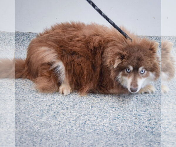 Medium Photo #5 Pomsky Puppy For Sale in Huntley, IL, USA