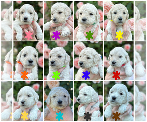 Goldendoodle Litter for sale in ARGYLE, TX, USA