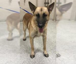 German Shepherd Dog Dogs for adoption in Conroe, TX, USA
