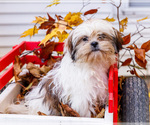 Small #7 Shih Tzu