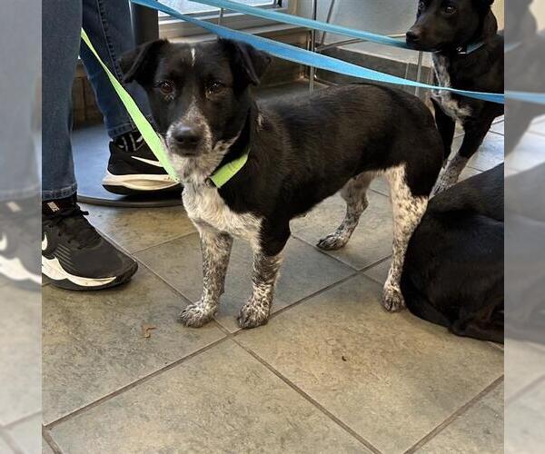 Medium Photo #1 Mutt Puppy For Sale in San Antonio, TX, USA