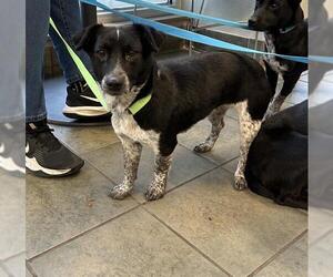 Mutt Dogs for adoption in San Antonio, TX, USA