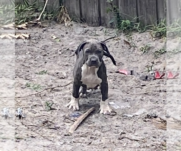Medium Photo #4 American Bully Puppy For Sale in DELTONA, FL, USA