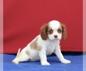 Cavalier King Charles Spaniel Puppy for sale in MILLERSBURG, OH, USA