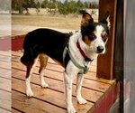 Small #7 Border Collie-Rat Terrier Mix