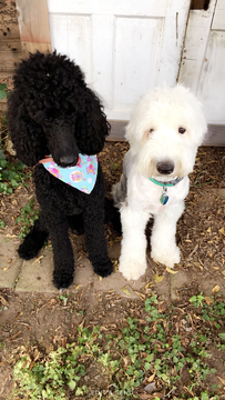 Medium Photo #1 Sheepadoodle Puppy For Sale in AUSTIN, TX, USA
