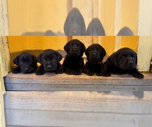 Labrador Retriever Puppy for Sale in LISBON, Connecticut USA