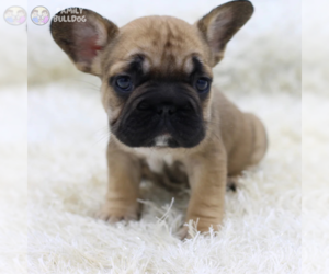 French Bulldog Puppy for sale in HOUSTON, TX, USA
