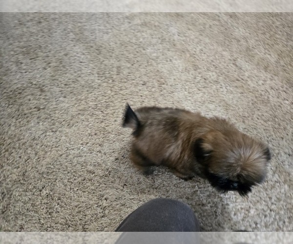 Medium Photo #11 Shih Tzu Puppy For Sale in CARLYLE, IL, USA