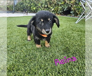 Mutt Dogs for adoption in Royal Palm Beach, FL, USA