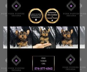 Yorkshire Terrier Puppy for sale in WARSAW, IN, USA