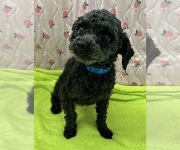 Medium Photo #5 Poodle (Miniature) Puppy For Sale in Pacolet, SC, USA