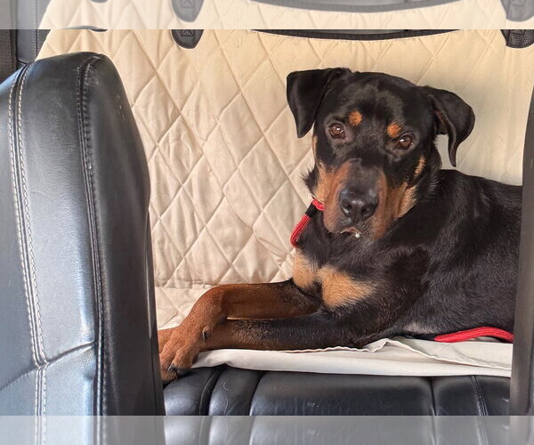 Medium Photo #5 Rottweiler-Unknown Mix Puppy For Sale in White Hall, AR, USA