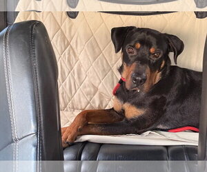 Bobo - Male Rottweiler-Unknown Mix Dog for Adoption - Photo #5