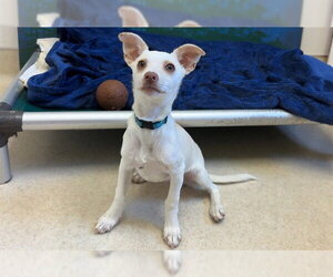Chihuahua Dogs for adoption in McKinleyville, CA, USA