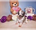 Puppy Novaleigh Chihuahua