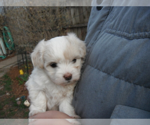 Medium Photo #18 Coton de Tulear Puppy For Sale in COLUMBIA, MO, USA
