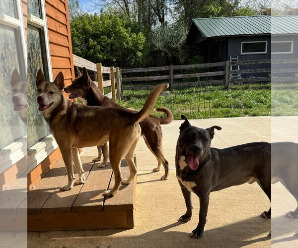 Medium Photo #4 Siberian Husky-Unknown Mix Puppy For Sale in Germantown, OH, USA