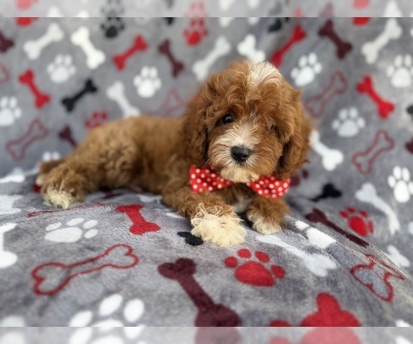 Medium Photo #2 Cavapoo (Miniature) Puppy For Sale in LAKELAND, FL, USA