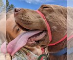 Small Photo #10 American Pit Bull Terrier Puppy For Sale in Kanab, UT, USA