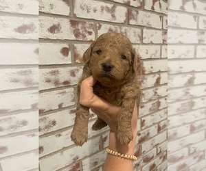 Goldendoodle (Miniature) Puppy for sale in PILOT POINT, TX, USA