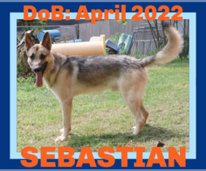 German Shepherd Dog Dogs for adoption in Sebec, ME, USA