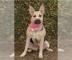 Small #3 Labrador Retriever Mix
