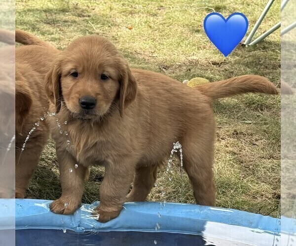 Medium Photo #5 Golden Retriever Puppy For Sale in CHIPPEWA FALLS, WI, USA