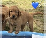 Litter of 10 - Male(s) and Female(s) Golden RetrieverLitter of Puppies for Sale - Photo #5